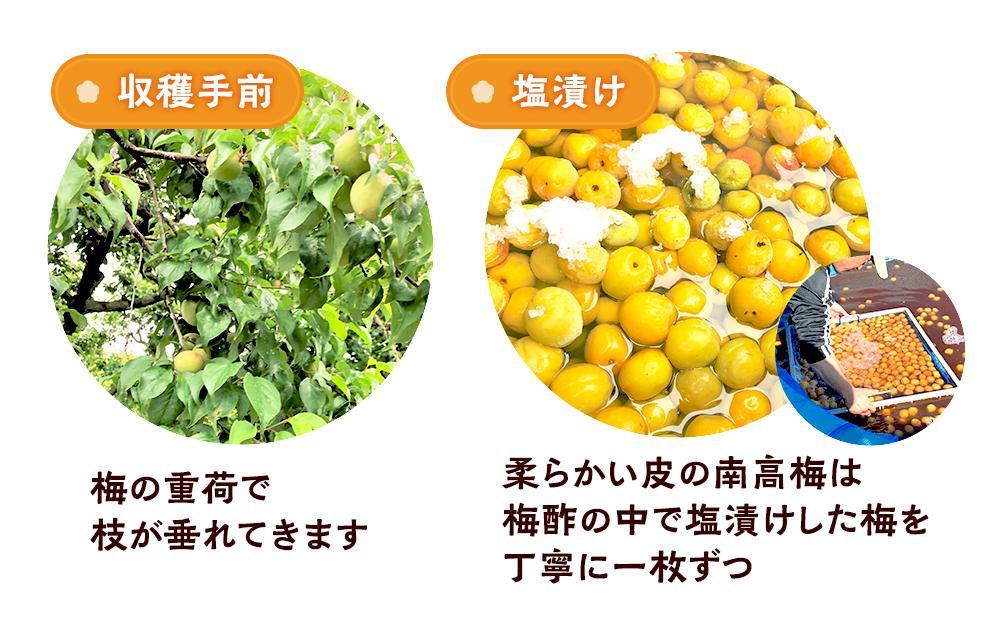 極上 紀州南高梅 はちみつ 梅干し 3L サイズ以上 合計 5kg ( 1kg × 5 ) 塩分約5％ 化粧箱入り