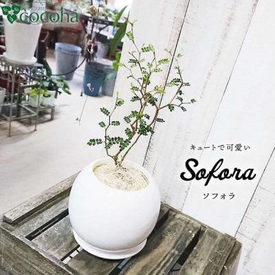 ふるさと納税 糸島市 ソフォラ糸島市/cocoha[AWB014]観葉植物グリーンインテリア室内