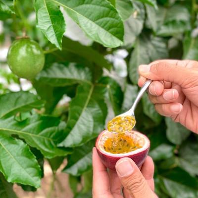 ふるさと納税 糸満市 【2026年発送・贈答用1kg(9玉〜11玉)】栽培期間中農薬不使用のパッションフルーツ |  | 02