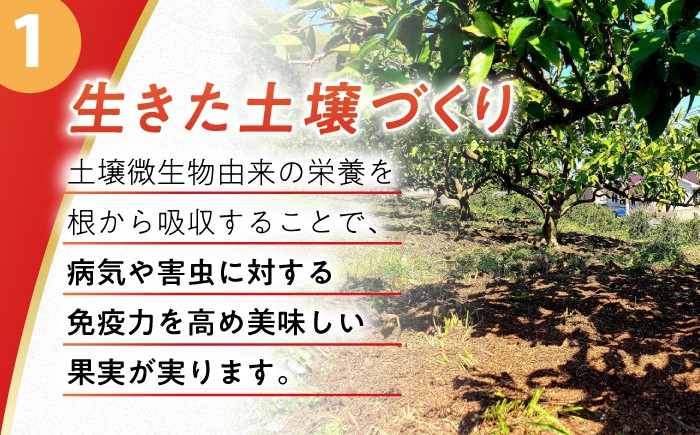 みかん ミカン 柑橘 温州みかん 果物 くだもの フルーツ 長崎みかん 長与みかん 極早生みかん 5kg