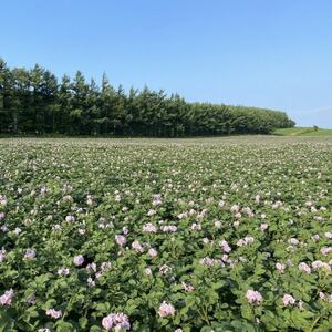 北海道しれとこ越冬熟成じゃがいも はるか 4.5kg　【配送不可地域：離島】【1486948】