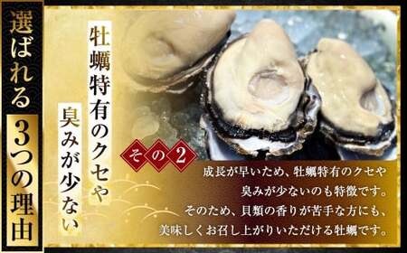 坂越かき 殻付き 50個（牡蠣ナイフ・軍手付き）【2027年1月以降発送予定】／ 牡蠣 かき カキ オイスター サムライオイスター 生牡蠣 魚介 貝 海産物 生食 ギフト 兵庫県 赤穂市