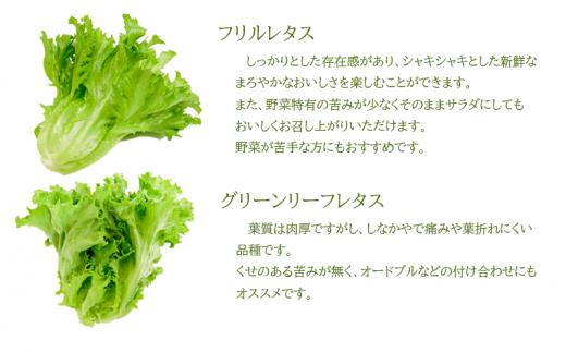 定期便 6回 野菜 詰め合わせ セット レタス 計14個 サラダ グリーンリーフレタス 6個 フリルレタス 8個 水耕栽培 幸せレタス
