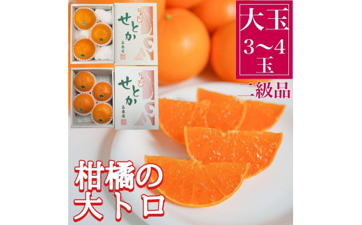 
ちょっと 傷あり ハーフ 化粧箱 柑橘の大トロ ハウス せとか 大玉 3 ～ 4玉入 南泰園【2024年2月上旬～発送】
