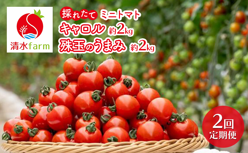 【2026年発送】●2回定期便● 富良野産 採れたて直送! 「ミ