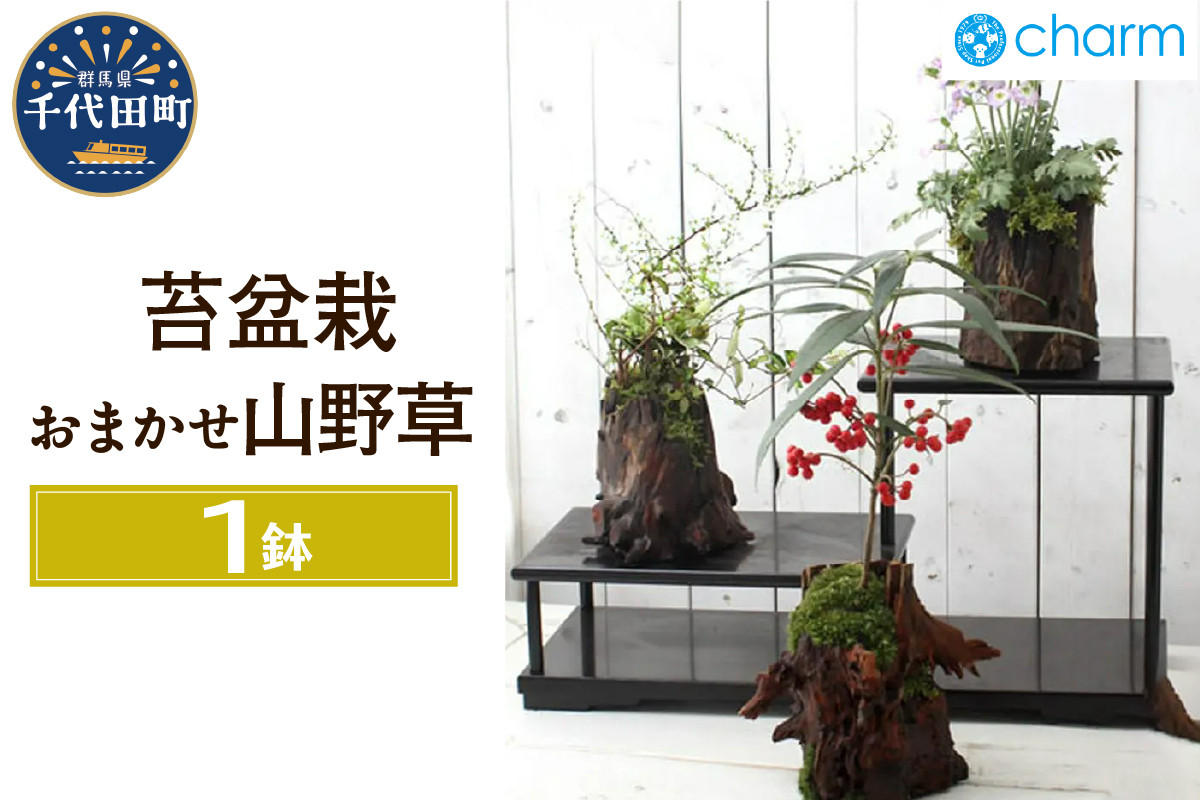 
            苔盆栽 おまかせ山野草1～2種寄せ植え 切り株流木鉢植え  群馬県千代田町 盆栽 苔 インテリア ナチュラル かわいい リラクゼーション 室内栽培 プレゼント ギフト 贈答用 お祝い 送料無料 趣味  家庭 ライフスタイル 人気 オススメ 初心者 玄関リビング キッチン 株式会社チャーム
          