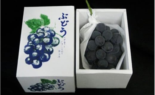 [№5911-0086]大粒で濃厚な甘み「ピオーネ」　大房1房（化粧箱入り）約600ｇ 果物 ぶどう フルーツ 