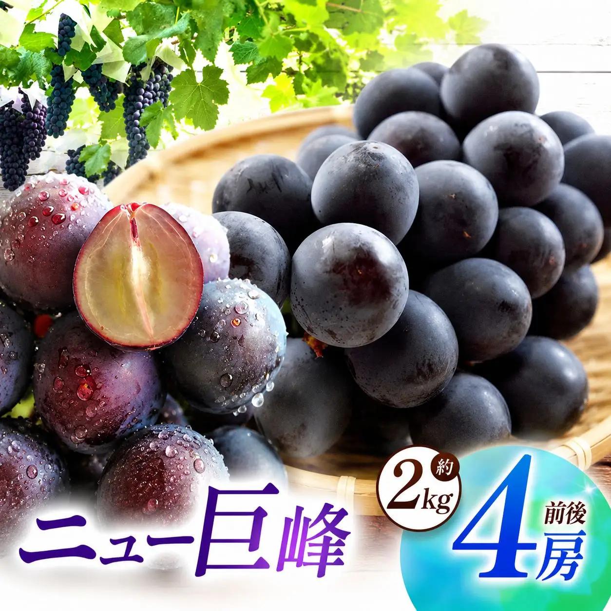 【先行予約】【数量限定】宮内果樹観光園のニュー巨峰 約2kg ぶどう 4房程度 | フルーツ 果物 くだもの ブドウ 葡萄 巨峰 ニュー巨峰 産地直送 国産 大分県 中津市