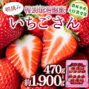 【ふるさと納税】《先行予約・数量限定》佐賀県人気NO1「いちごさん」イチゴ 苺 いちご 甘い フルーツ 高品質 朝摘み 産直 アフター保証 高級 贈答用 人気 いちごさん 農林水産大臣賞 大粒 特別栽培 佐賀県産