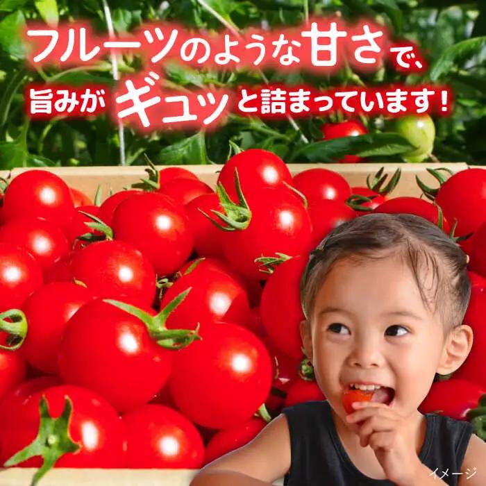 【先行受付】トマト フルティカ 2kg (1kg×2箱) 【2026年11月以降順次発送】糸島市 / かわぞえ農園 [AAM006] トマト フルーツトマト