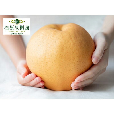 【ふるさと納税】梨 備前横綱梨（あたご梨） 2玉 (1玉1～1.4kg）贈答箱【11月下旬～2月中旬頃発送】 ナシ なし 岡山県産 国産 フルーツ 果物 ギフト 石原果樹園 繊細な味 ジャンボ梨 　お届け：2025年11月15日～2026年2月14日