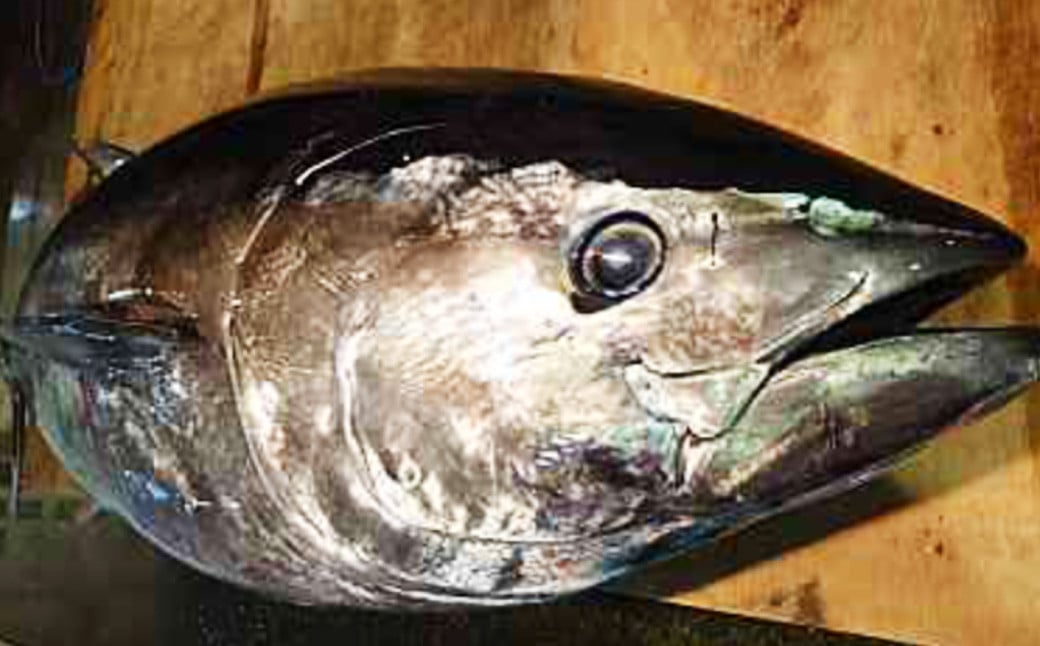 新鮮！長崎漁港発 活き〆本マグロ 中トロ500g ／ 魚 魚介 鮮魚 海鮮 鮪 マグロ まぐろ 本まぐろ 〆 中トロ 刺身 大将農園 長崎県 長崎市 【2025年9月下旬～12月下旬迄発送予定】