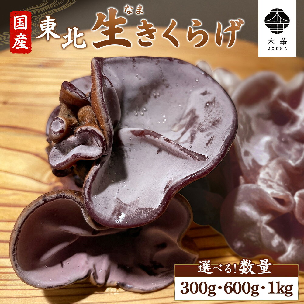 【ふるさと納税】【選べる数量】《国産》東北きくらげ【木華（もっか）】300g・600g・1kg | きのこ 旬 生きくらげ 食物繊維 カルシウム ビタミンD ミネラル 低カロリー ヘルシー スーパーフード 農薬不使用 肉厚 プリプリ コリコリ 刺身 CONCO お取り寄せ 宮城県 白石市 白石