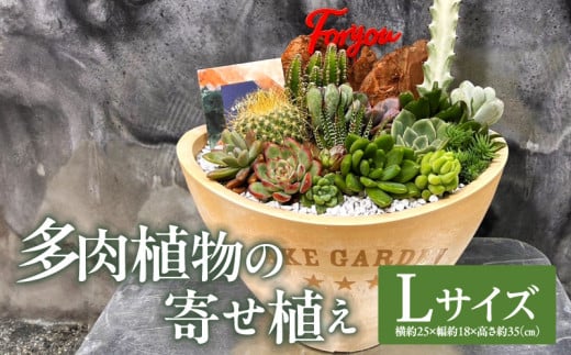 多肉植物の寄せ植え　Lサイズ_M238-008_03