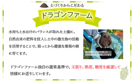 【☆先行予約☆2024年/令和6年発送分】シャインマスカット 1.2kg 山梨県産 朝採り 新鮮 シャインマスカット 国産 産地直送 人気 おすすめ 贈答 ギフト お取り寄せ フルーツ 果物 くだもの