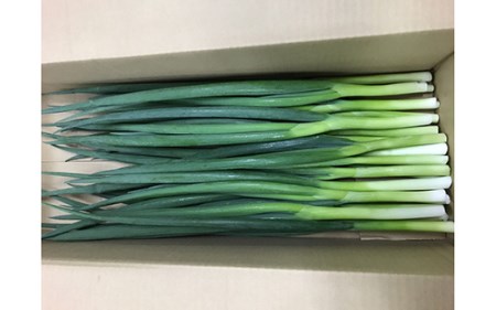 ［九条ねぎ専門 西陣屋］京都産新鮮九条ねぎ 4kg
