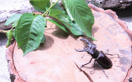 【幼児~小学生対象】昆虫飼育体験講座Aコース(昆虫成虫1ペアと飼育セット付き<体験:7月~9月の各日曜日>)ご利用券(1名様)