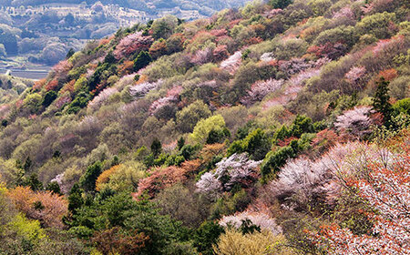 EY02_【数量限定】山桜はちみつと春の田舎はちみつの3種ギフトセット[B3山桜] 【茨城県共通返礼品／五霞町】 生ハチミツ 非加熱 茨城県産 ※着日指定不可