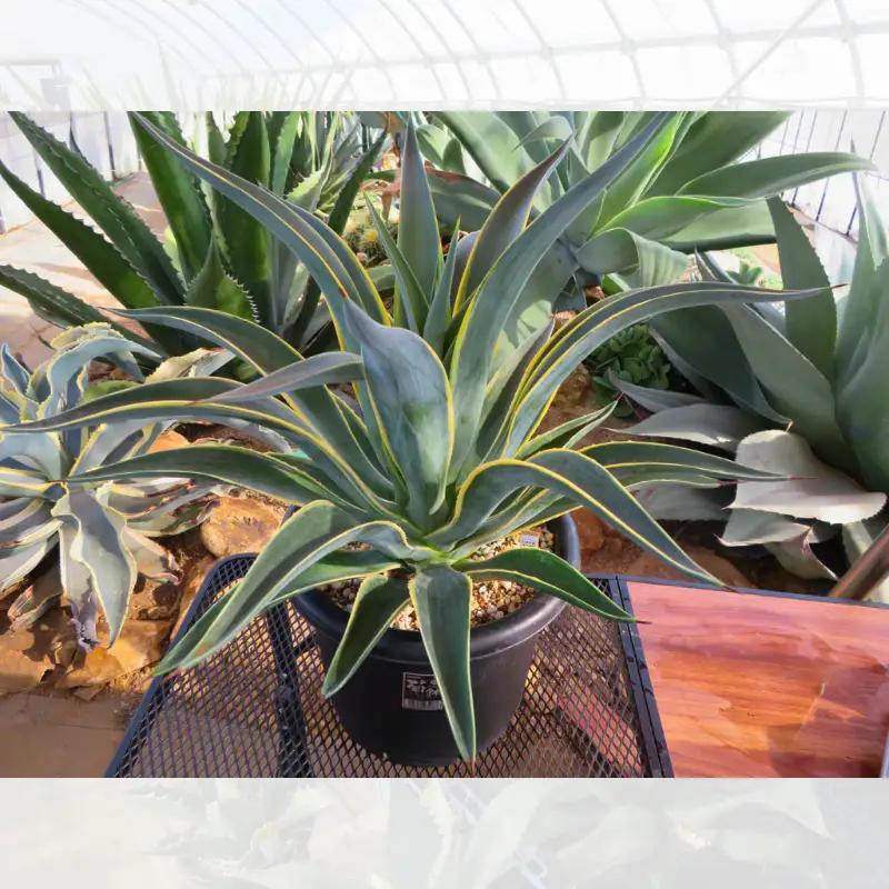 【 アガベ 】 多肉植物 デスメティアーナ ベネズエラ ガーデニング agave 数量限定 園芸 植物 アガベ 鹿嶋市