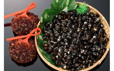 宍道湖漁師の大盛Lサイズ1.5kg大和しじみ（しめ縄干支箸付）【1-043】