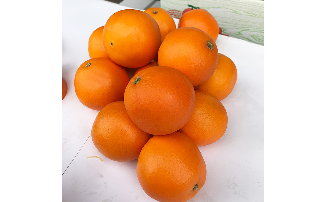 
            熊本県産 ネーブルオレンジ 約5kg オレンジ 果物 蜜柑 みかん 【2026年2月上旬発送開始】
          
