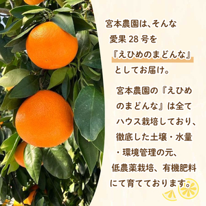 【12月上旬～1月初旬頃発送予定】 贈答用 愛果28号 3.7kg 中玉15玉入り | あいか ご家庭用 みかん 数量限定 みかん 愛媛県産 みかん 愛果28号 松山市 みかん 愛果28号 みかん 蜜