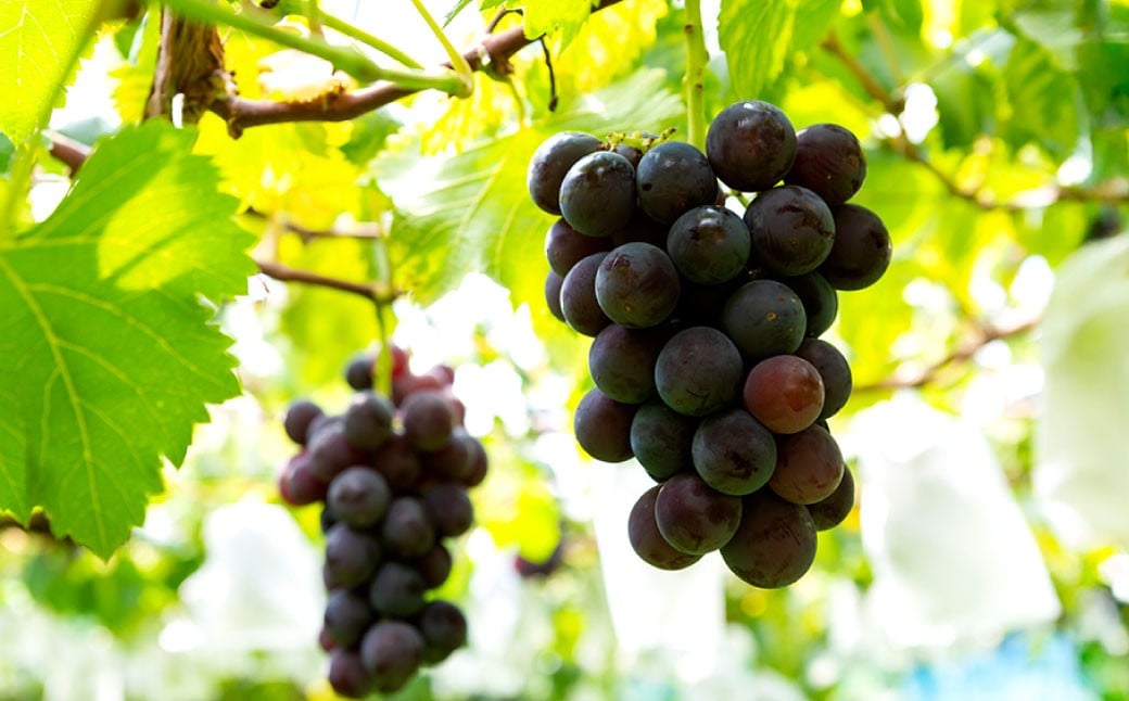 【先行予約】山口農園 巨峰 7房 から 9房 （ 約3kg ） 