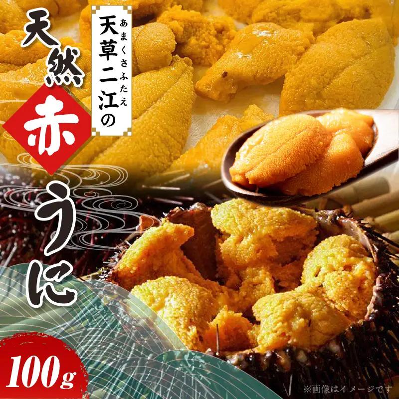 S157-006_天草二江の天然赤うに 100g 天草二江 天然 赤うに 美食家 北大路魯山人 認めた 幻 ウニ 殻 朱色 濃厚 甘み 特徴 九州外 滅多に出回らない 食べる ウニの概念 変わる 大粒 きれい 旨味 ご褒美 贈答用 お取り寄せ お取り寄せグルメ 熊本県 天草市 送料無料
