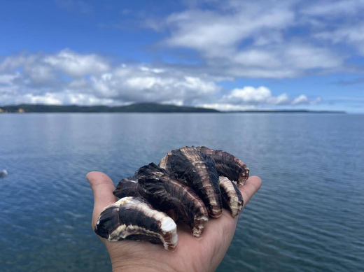 七尾牡蠣10個入り ※北海道・沖縄・離島への配送不可