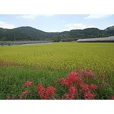 ふるさと納税 伊万里市 令和7年 伊万里産 鶴田農園の「さがびより」10kg |  | 01
