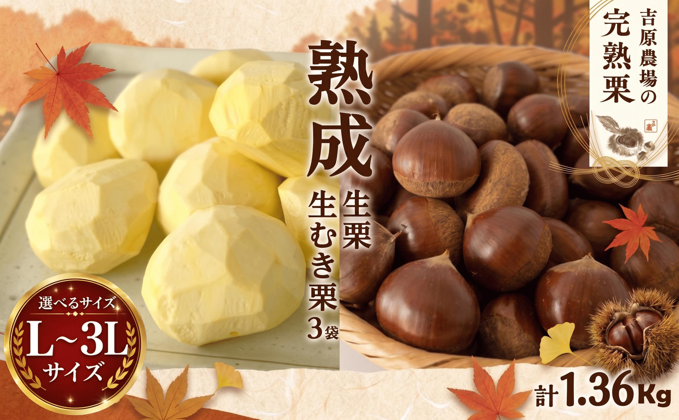 
                  【先行受付】 熟成 生栗 生むき栗 セット 選べる 大きさ 生栗 1kg Lサイズ / 2L / 3L  生むき栗 3袋 令和8年産 完熟 栗 くり クリ 栗ごはん 贈答 ギフト 果物 フルーツ 2026年度産 国産 生ぐり なまぐり 和栗 わぐり 秋の味覚 マロン 生くり 甘栗 焼き栗 ゆでぐり 料理 和菓子 炊き込みご飯 ごはん 栗きんとん 旬  秋 冬 正月 おせち 茨城 筑西 関東
                