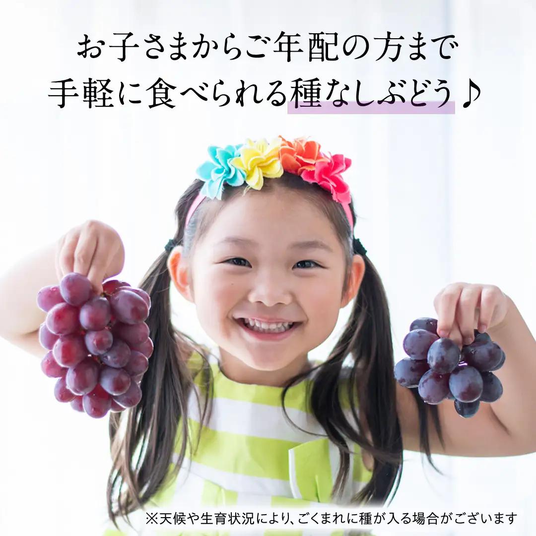 シャインマスカットとピオーネ（種なし）約1.5kg（計2～3房）ご家庭用 (桜川市・石岡市共通返礼品) [FB019sa]