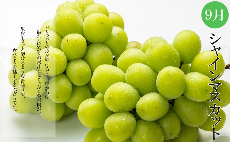 定期便　夏のいいとこどり定期便【全3回】　桃：約2kg、梨：約2kg、シャインマスカット：2房（１房約600g）