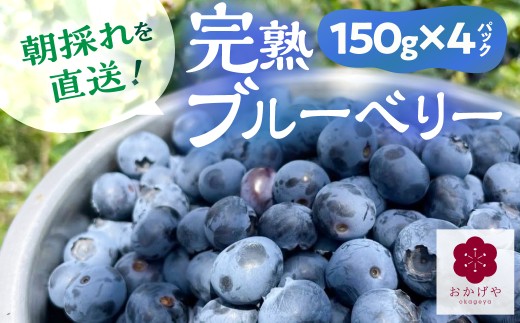 令和8年【7月～8月末発送】完熟フレッシュブルーベリー 150g×4 ブルーベリー 生 冷蔵 スムージー ヨーグルト フルーツ 果物 ブルーベリー 生 大粒 国産 ブルーベリー 生 大粒 無農薬 ブルーベリー 生 大粒 国産 ブルーベリー 生 大粒 ぶるーべりー ブルーベリー 生 大粒 国産 ブルーベリー 生 大粒 農薬不使用 ブルーベリー 生  国産 ブルーベリー
