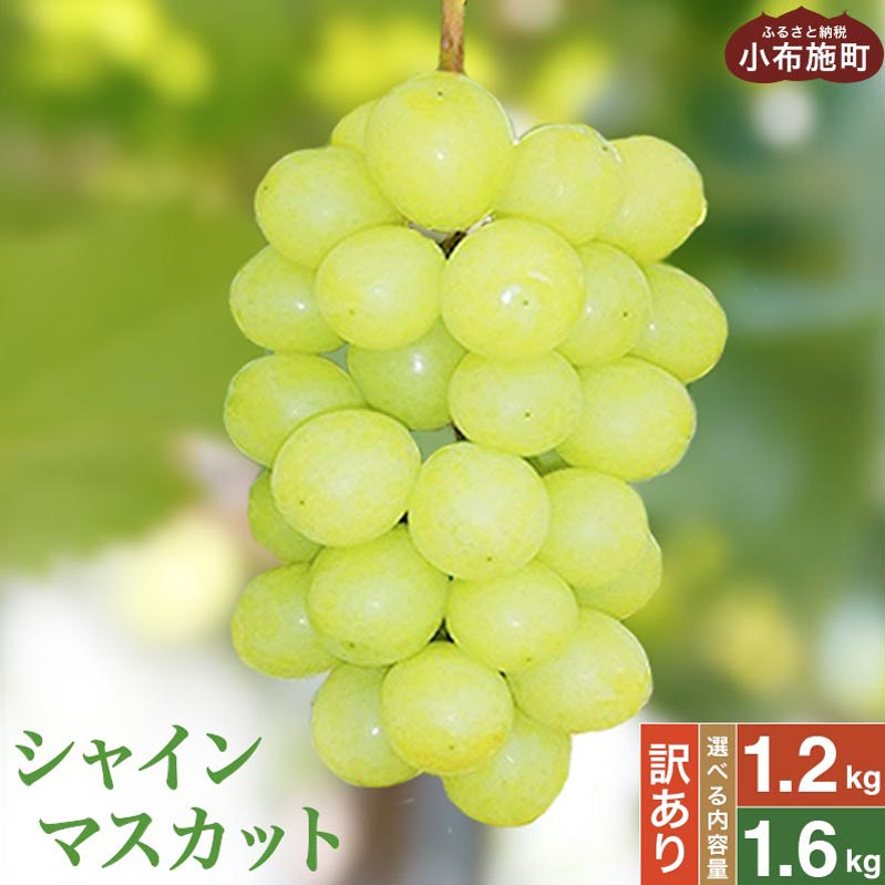 【ふるさと納税】【訳あり】シャインマスカット 約1.2kg 2～3房 & 約1.6kg 3～5房 ［小布施屋］数量限定 期間限定 家庭用 規格外 不揃い 傷 果物 フルーツ ぶどう 葡萄 ブドウ クール便 冷蔵便 生産者応援 支援品 長野県産 信州産 令和7年産【2025年9月中旬～11月下旬発送】