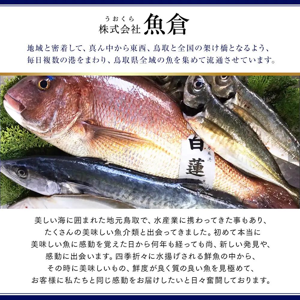 【活】タグ付き 松葉ガニ 中1枚（700g前後） | 松葉 カニ 訳あり活 特大 美味しさに 訳あり 不揃い でないたっぷり【着日指定不可】※2026年11月上旬～2027年3月下旬頃に順次発送予定