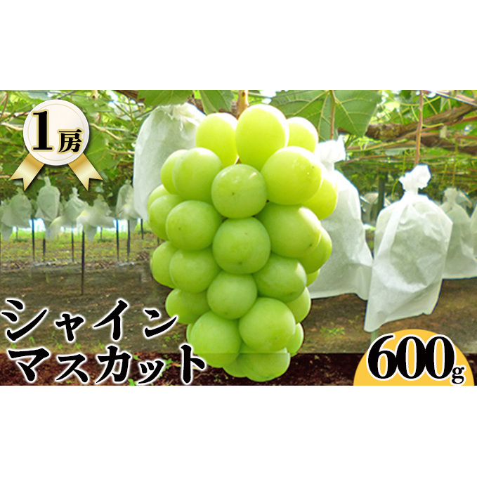 シャインマスカット（600g×1房入れ） シャインマスカット マスカット 葡萄 ぶどう ブドウ フルーツ 果物 600g 1房 新潟 