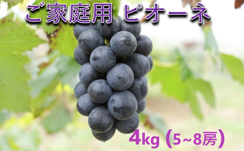 ぶどう 【2026年 先行予約】 訳あり ご家庭用 ピオーネ 4kg(5～8房) 葡萄 フルーツ 岡山 高梁市産 こあに葡萄園