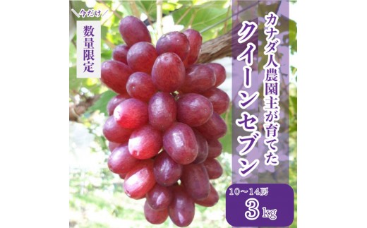 世羅産クイーンセブン 約3kg【先行予約・数量限定】カナダ人農園主 ぶどう ブドウ マスカット クイーンセブン フルーツ 果物 くだもの 産地直送 世羅 ラピアビンヤード【2026年8月下旬以降順次発送】 A021-24