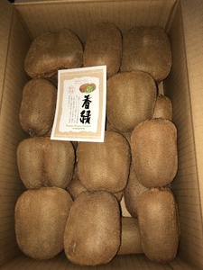 先行予約 キウイ 訳あり 約1.5kg キウイフルーツ グリーンキウイ サイズ混合 香緑キウイ 12月～1月下旬 配送 家庭用 贈答用 ギフト プレゼント 香川県 丸亀市