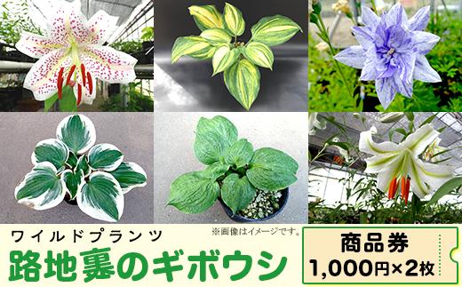 
53-01 「路地裏のギボウシ」商品券 2,000円分【植物 希少 品種 多肉植物 利用券 利用チケット 茨城県 阿見町】
