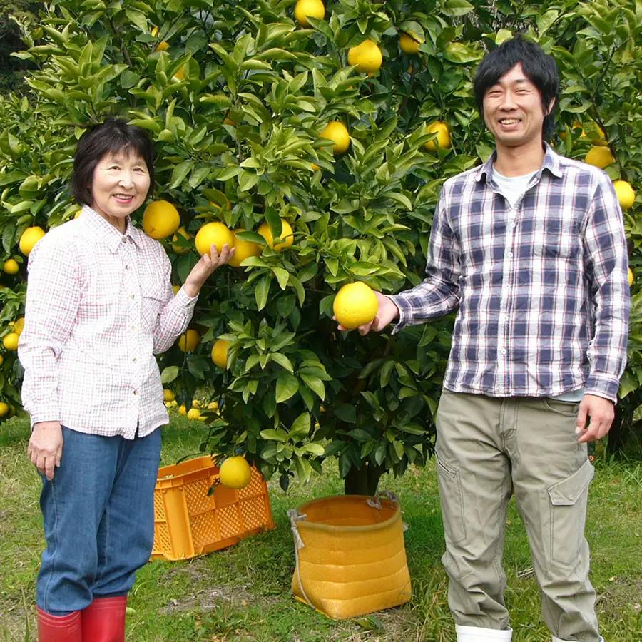 【訳あり】 河内晩柑 4.5kg （M?5L） ばんかん 晩柑 夏文旦 家庭用 みかん 柑橘