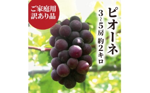 ＜きよとうファーム＞＜訳あり＞ピオーネ ご家庭用 3-5房入/計2kg～(岡山県産)【1535985】