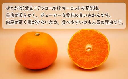 【先行予約】訳あり せとか 3kg みかん 柑橘 オレンジ フルーツ 愛媛 愛南 吉田農園