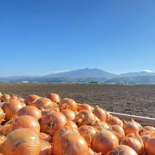 【ふるさと納税】【2025年10月上旬~発送】石岡農園のたまねぎ 10kg（L～2L）