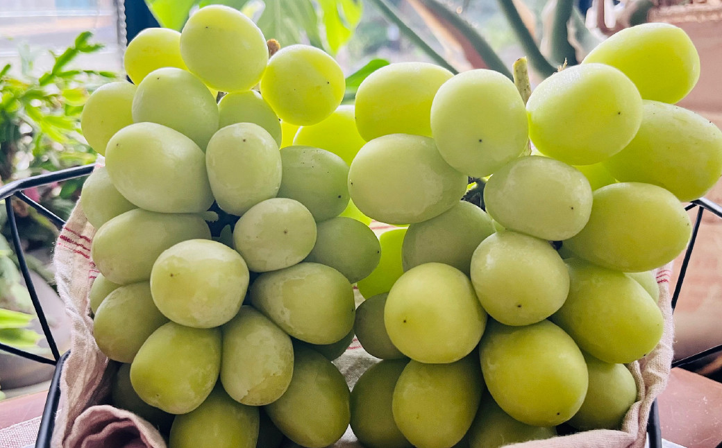 
            【2026年発送★先行予約】農園直送！シャインマスカット　約1.8ｇ（2～3房入り） 109-018-oya
          