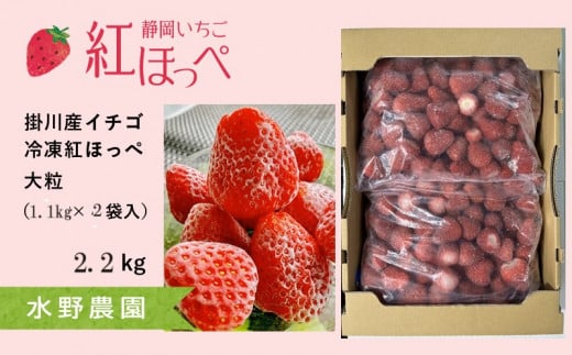 ６０８６　いちご掛川産冷凍イチゴ 1.1ｇ×2袋 2.2㎏ ( 掛川産 完熟冷凍いちご ・ ヘタなし )・水野農園 ミズノ 