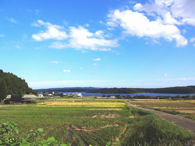 米 20kg / こしひかり 能登の心米（玄米20kg）/10kg×2袋　※2024年10月中旬頃より順次発送予定