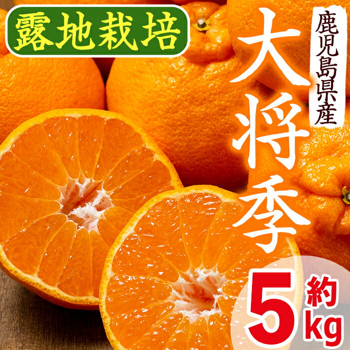 【ふるさと納税】≪先行予約受付中！2026年3月上旬より順次発送予定≫鹿児島県出水市特産！＜露地栽培＞大将季(約5kg・18～20玉) 大将季 柑橘 くだもの 鹿児島県 みかん フルーツ 旬 露地栽場 【JA鹿児島いずみ(果実課)】