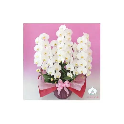 大輪胡蝶蘭　白5本立ち（ラッピング付） ふじみ野ラン園